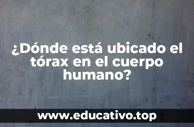 ¿Dónde está ubicado el tórax en el cuerpo humano?