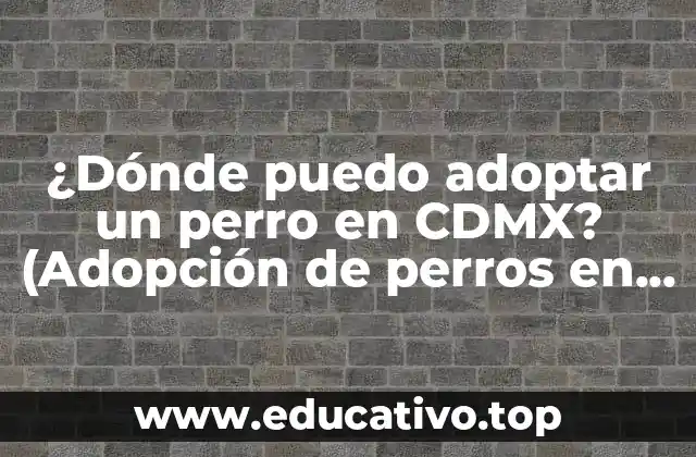 ¿Dónde puedo adoptar un perro en CDMX? (Adopción de perros en Ciudad de México)