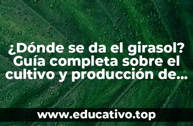 ¿Dónde se da el girasol? Guía completa sobre el cultivo y producción de girasoles
