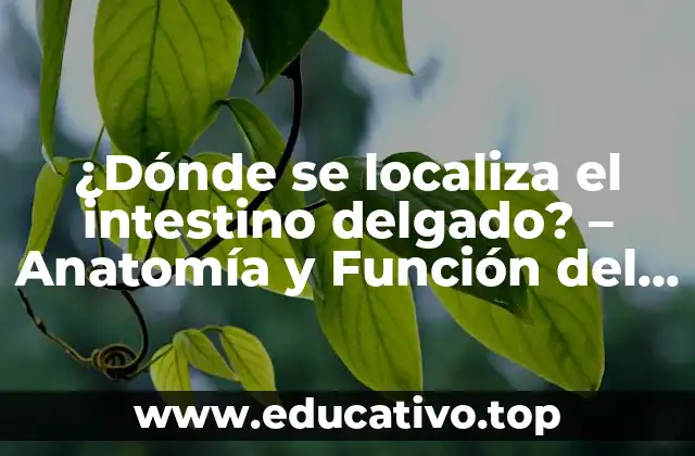 ¿Dónde se localiza el intestino delgado? – Anatomía y Función del Intestino Delgado