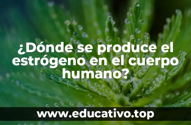 ¿Dónde se produce el estrógeno en el cuerpo humano?