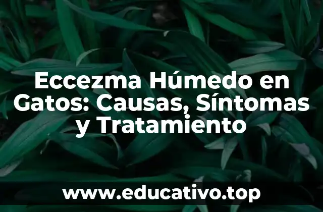 Eccezma Húmedo en Gatos: Causas, Síntomas y Tratamiento