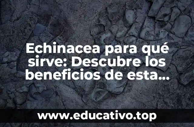 Echinacea para qué sirve: Descubre los beneficios de esta planta medicinal