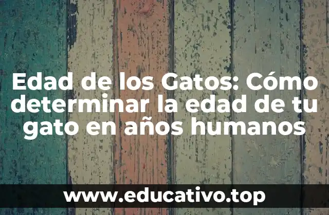 Edad de los Gatos: Cómo determinar la edad de tu gato en años humanos