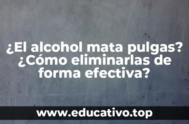 ¿El alcohol mata pulgas? ¿Cómo eliminarlas de forma efectiva?