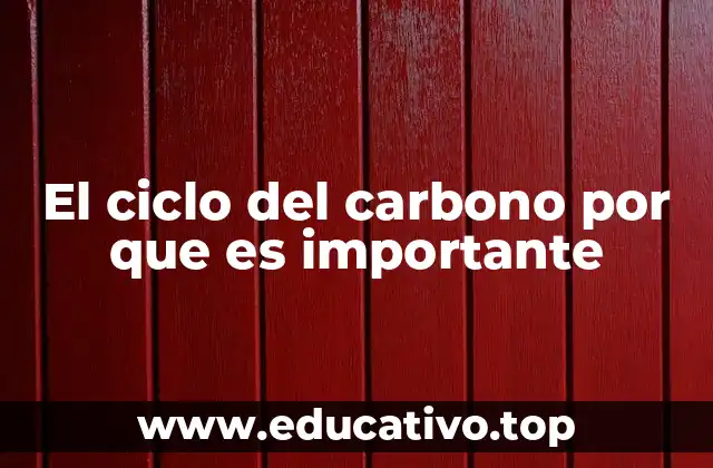 El ciclo del carbono por que es importante