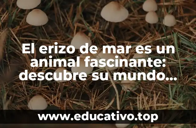 El erizo de mar es un animal fascinante: descubre su mundo submarino