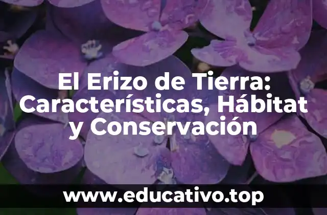 El Erizo de Tierra: Características, Hábitat y Conservación