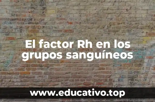 El factor Rh en los grupos sanguíneos