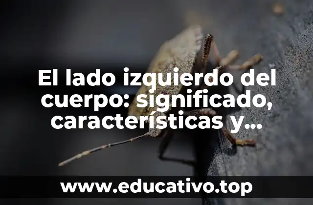 El lado izquierdo del cuerpo: significado, características y anomalías