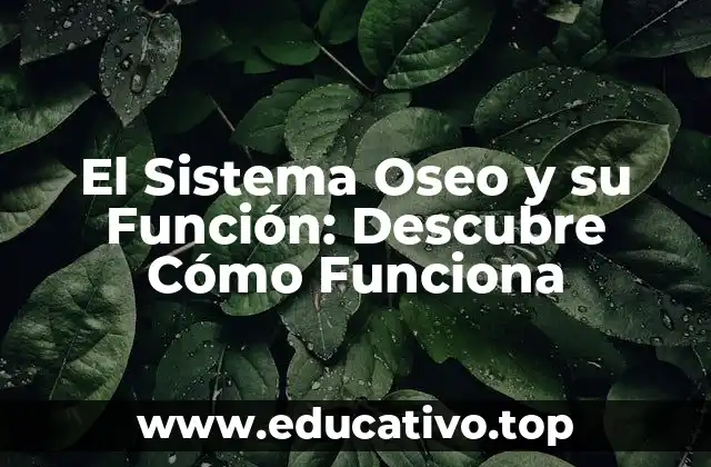 El Sistema Oseo y su Función: Descubre Cómo Funciona