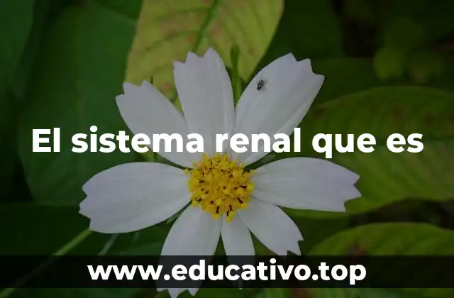 El sistema renal que es