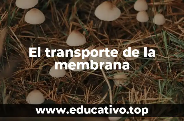 El transporte de la membrana