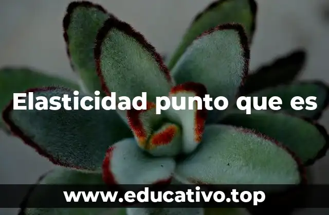 Elasticidad punto que es
