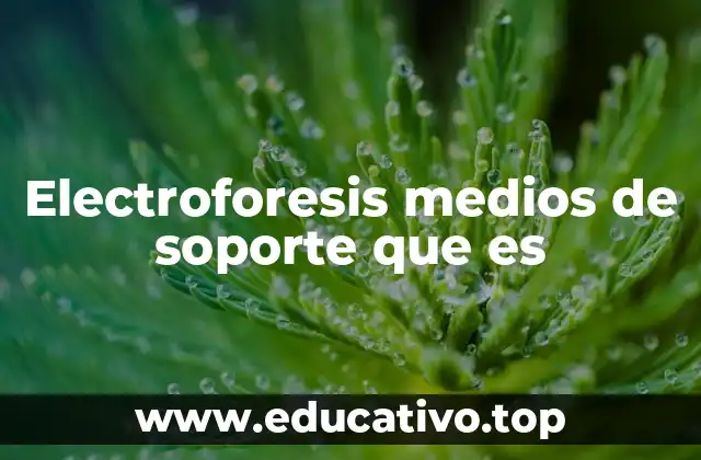 Electroforesis medios de soporte que es