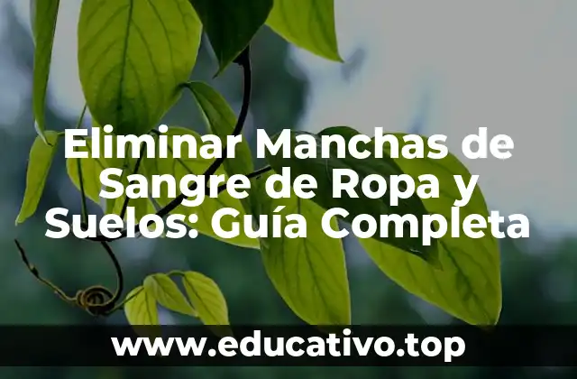 Eliminar Manchas de Sangre de Ropa y Suelos: Guía Completa