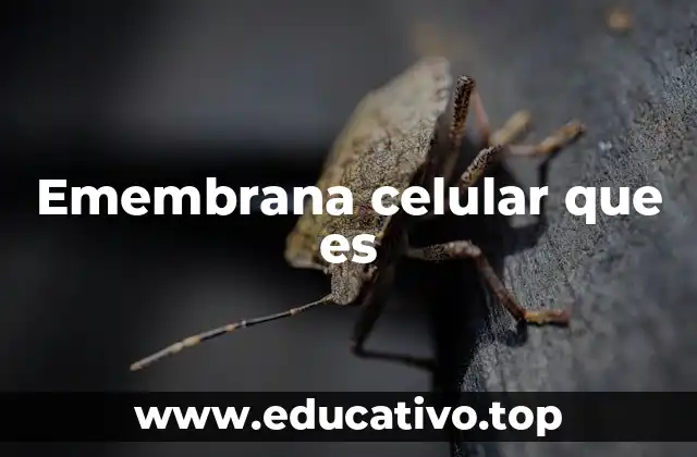 Estructura y componentes de la emembrana celular