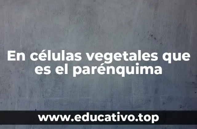 En células vegetales que es el parénquima