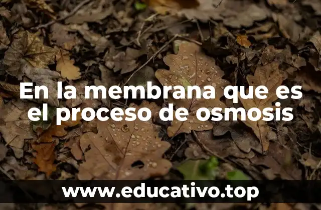 El papel de la membrana en el transporte celular