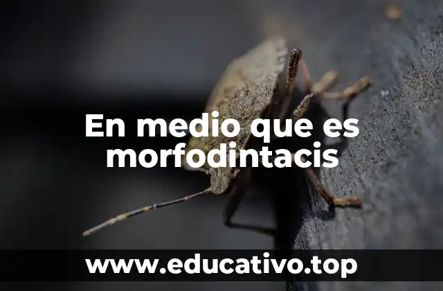 En medio que es morfodintacis