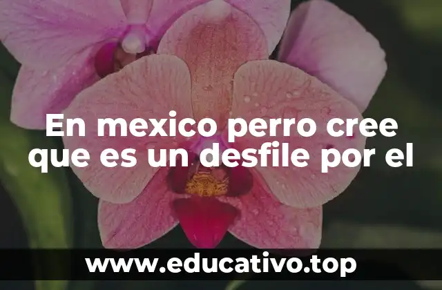 En mexico perro cree que es un desfile por el