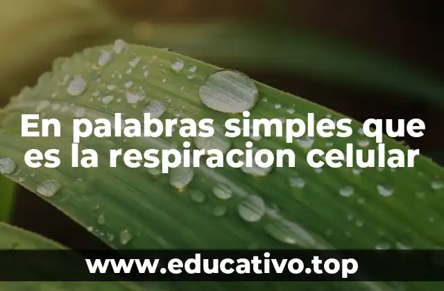 En palabras simples que es la respiracion celular