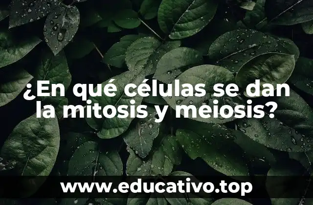 ¿En qué células se dan la mitosis y meiosis?