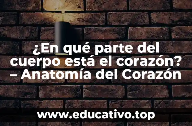 ¿En qué parte del cuerpo está el corazón? – Anatomía del Corazón