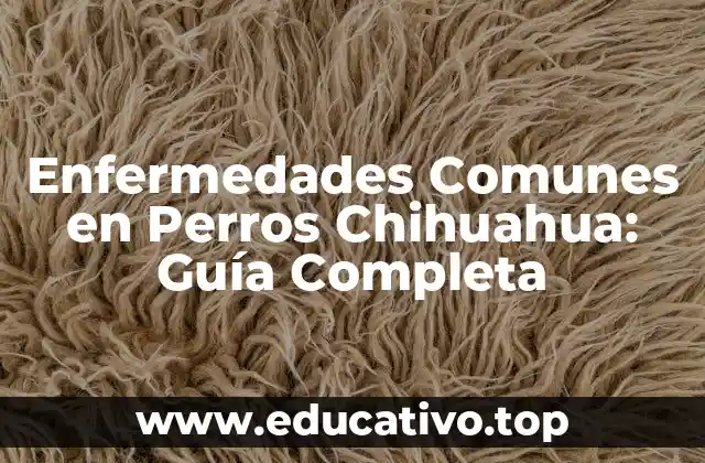 Enfermedades Comunes en Perros Chihuahua: Guía Completa