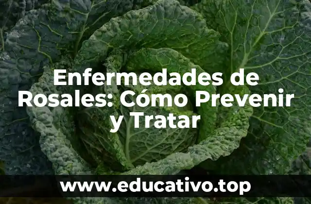 Enfermedades de Rosales: Cómo Prevenir y Tratar