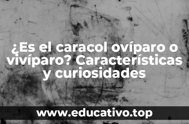 ¿Es el caracol ovíparo o vivíparo? Características y curiosidades