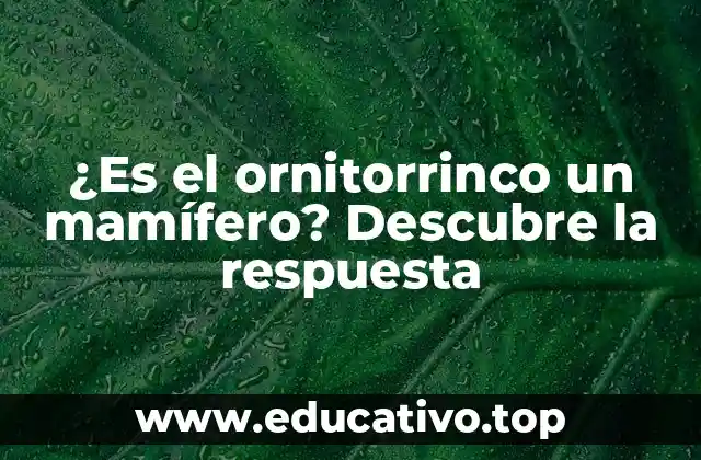 ¿Es el ornitorrinco un mamífero? Descubre la respuesta
