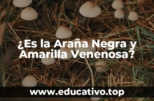 ¿Es la Araña Negra y Amarilla Venenosa?