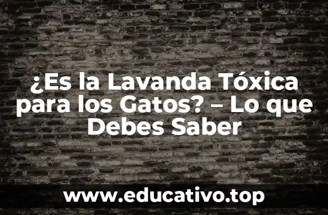 ¿Es la Lavanda Tóxica para los Gatos? – Lo que Debes Saber