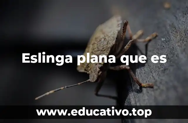 Eslinga plana que es