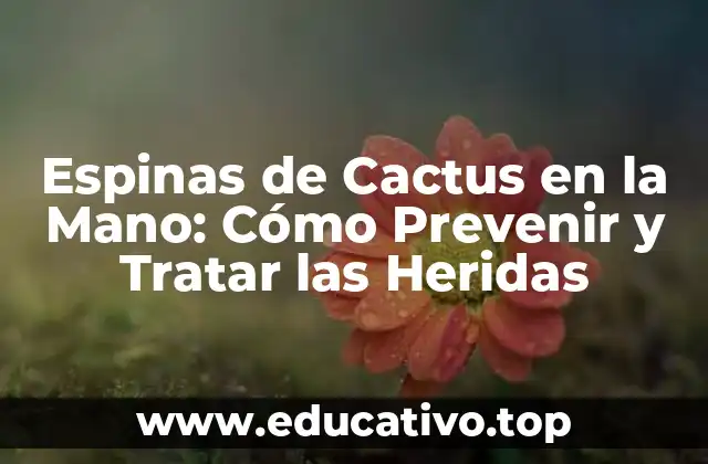 Espinas de Cactus en la Mano: Cómo Prevenir y Tratar las Heridas