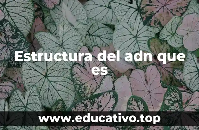 Estructura del adn que es