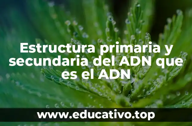 Estructura primaria y secundaria del ADN que es el ADN