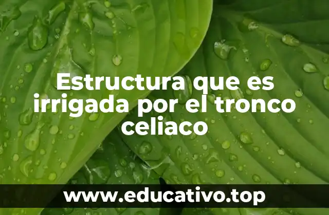 Estructura que es irrigada por el tronco celiaco