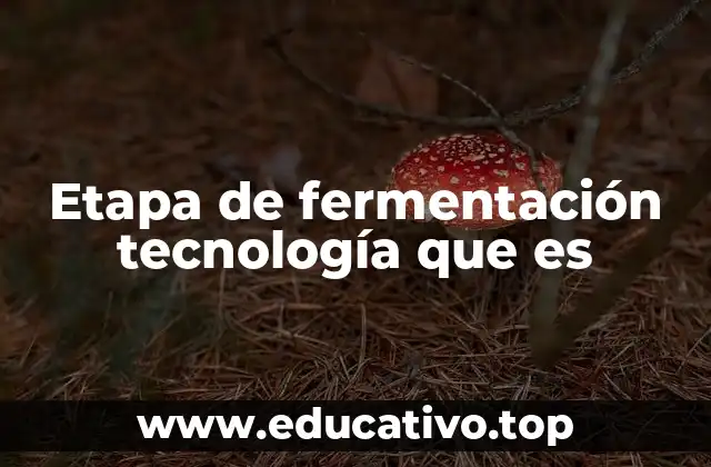 Etapa de fermentación tecnología que es