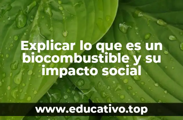 El papel de los biocombustibles en la transición energética