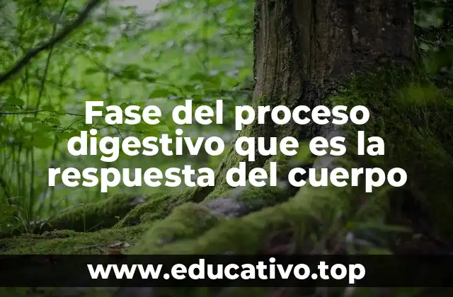 Fase del proceso digestivo que es la respuesta del cuerpo