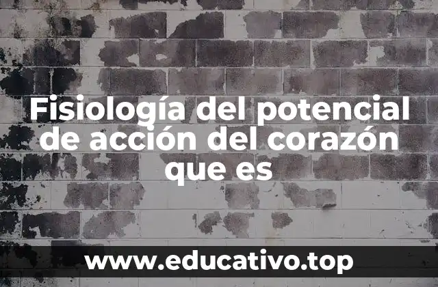 Fisiología del potencial de acción del corazón que es