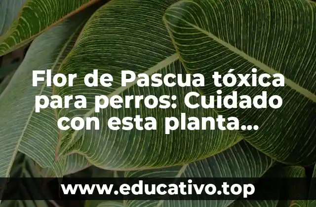 Flor de Pascua tóxica para perros: Cuidado con esta planta venenosa