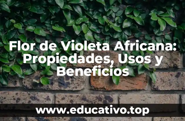 Flor de Violeta Africana: Propiedades, Usos y Beneficios