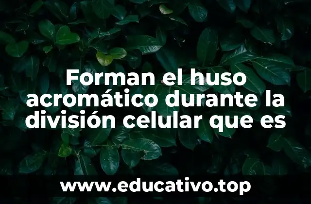 Forman el huso acromático durante la división celular que es