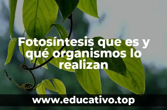 Fotosíntesis que es y qué organismos lo realizan