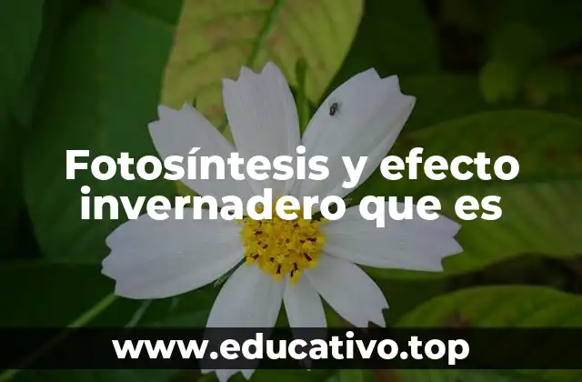 Fotosíntesis y efecto invernadero que es