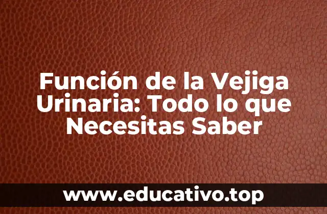 Función de la Vejiga Urinaria: Todo lo que Necesitas Saber