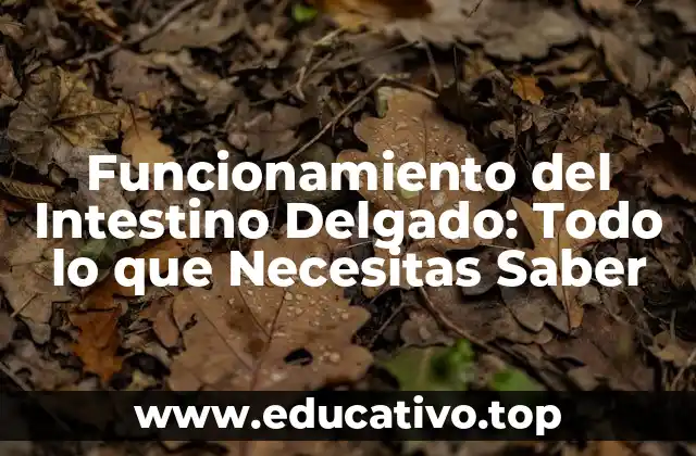 Funcionamiento del Intestino Delgado: Todo lo que Necesitas Saber